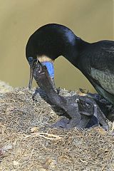 Brandt's Cormorant